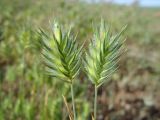 Eremopyrum orientale
