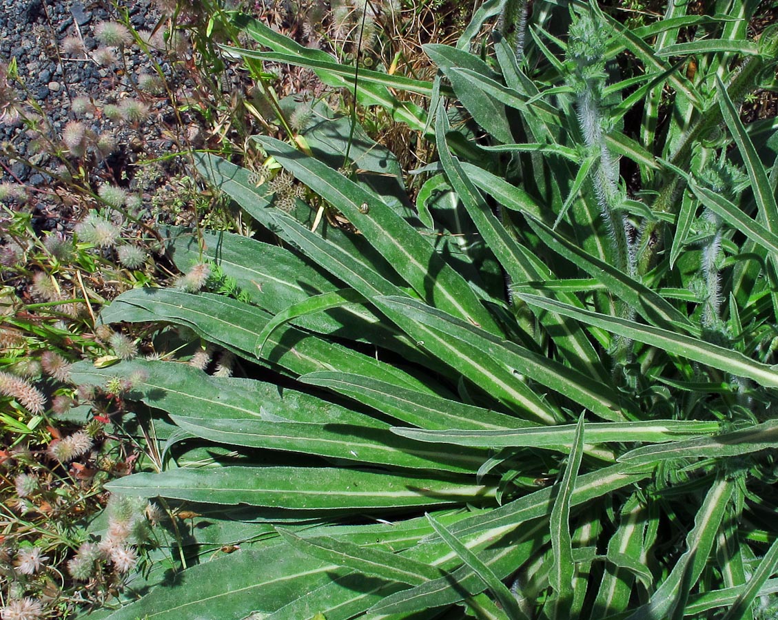 Изображение особи Echium glomeratum.