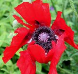 Papaver setiferum