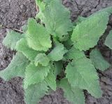 Salvia sclarea