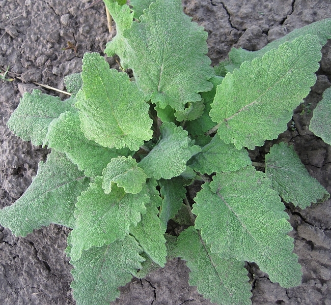 Image of Salvia sclarea specimen.