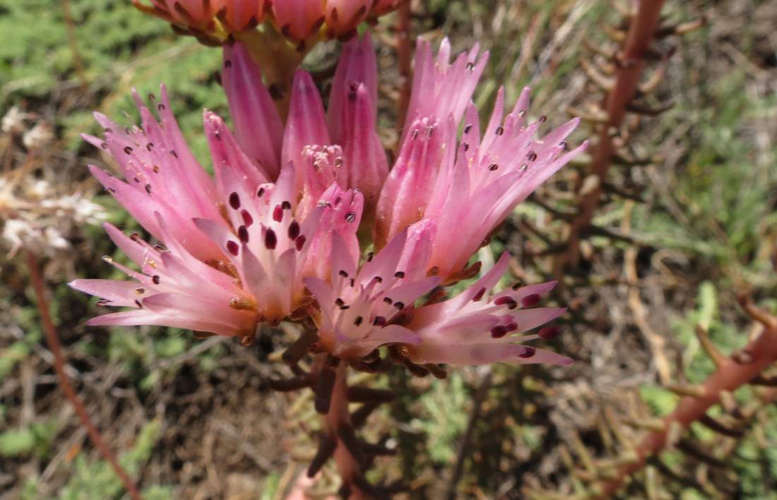 Изображение особи Pseudosedum lievenii.