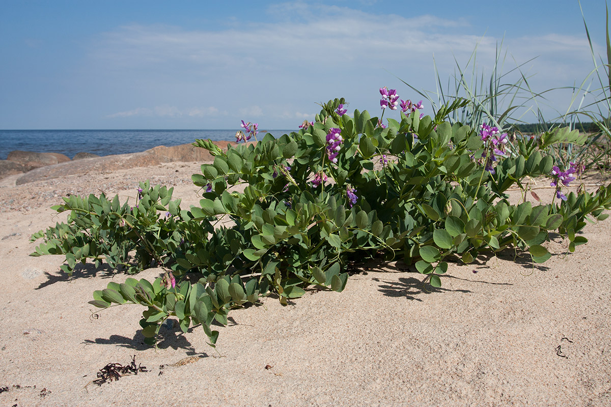 Изображение особи Lathyrus japonicus ssp. maritimus.