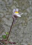 Cymbalaria muralis