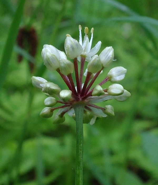 Image of Allium ochotense specimen.