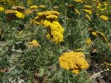 Achillea filipendulina