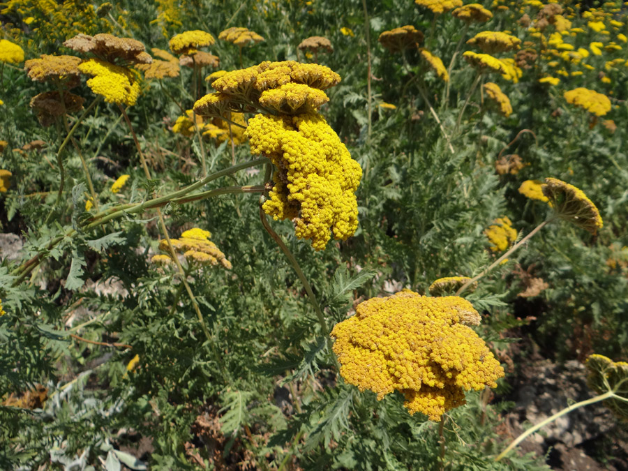 Изображение особи Achillea filipendulina.