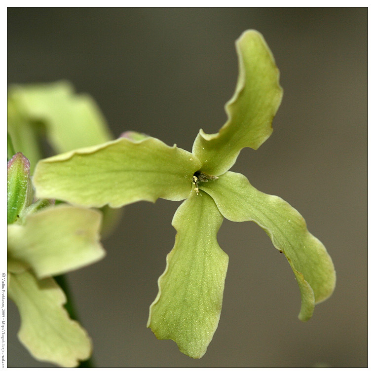 Image of Matthiola fragrans specimen.