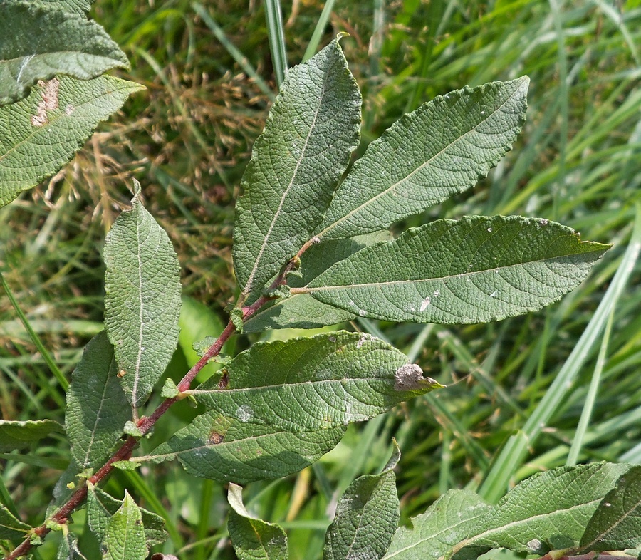 Изображение особи Salix aurita.