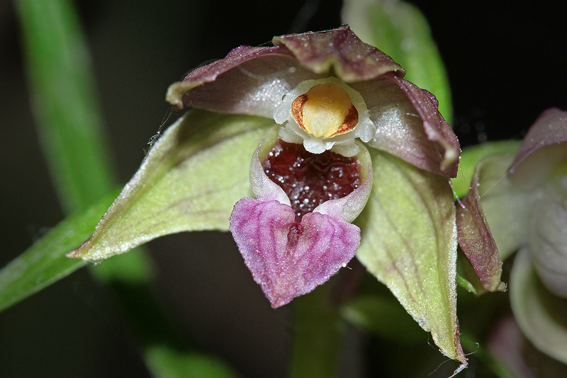 Изображение особи Epipactis helleborine.