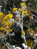 Senecio cineraria