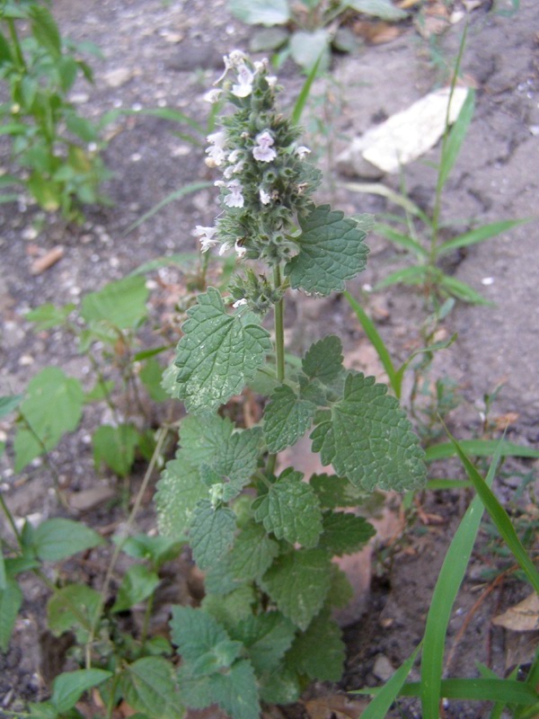 Image of Nepeta cataria specimen.