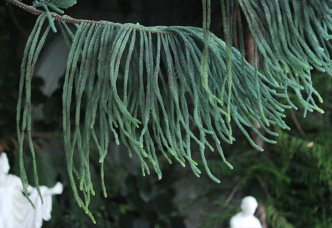 Image of Araucaria heterophylla specimen.