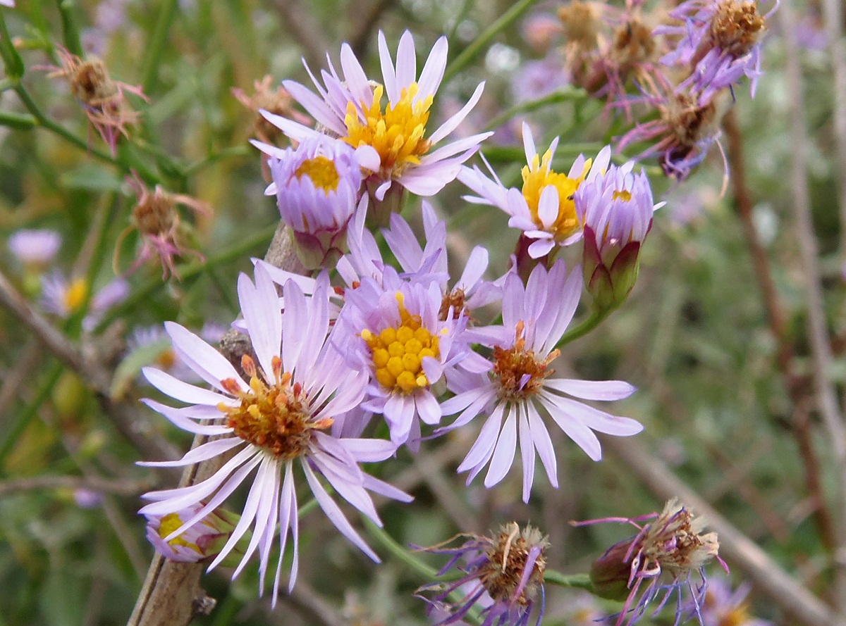 Image of Tripolium pannonicum specimen.