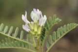 Astragalus tibetanus