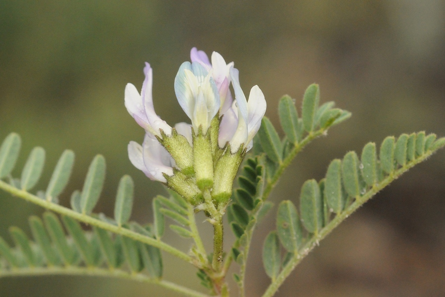 Изображение особи Astragalus tibetanus.