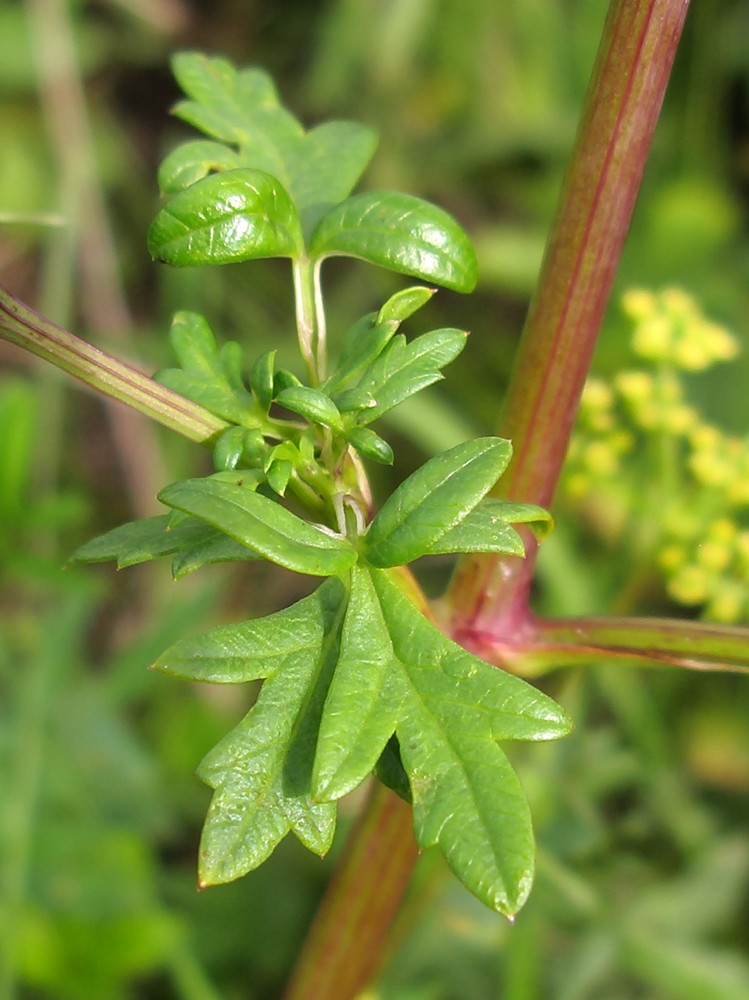 Изображение особи Xanthoselinum alsaticum.