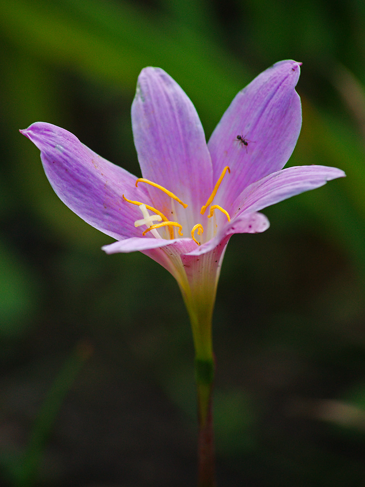 Изображение особи Habranthus robustus.