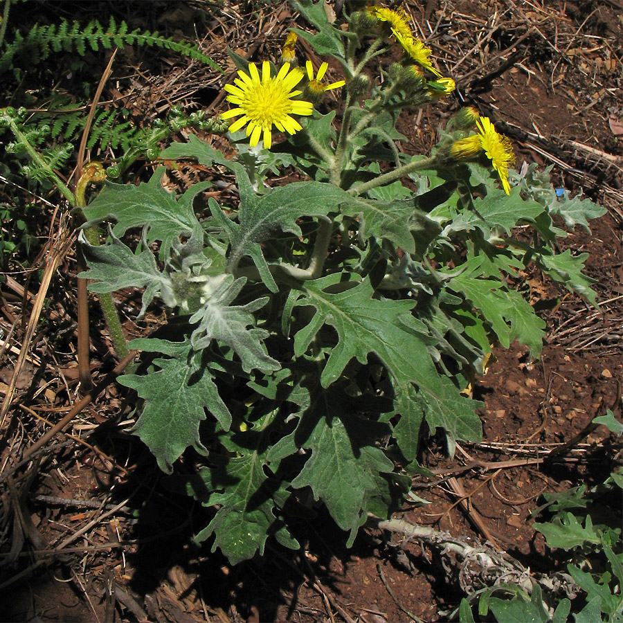 Image of Andryala pinnatifida specimen.