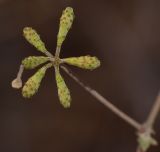 Commicarpus sinuatus. Соплодие. Израиль, центральная Арава, предгорье. 28.10.2013.