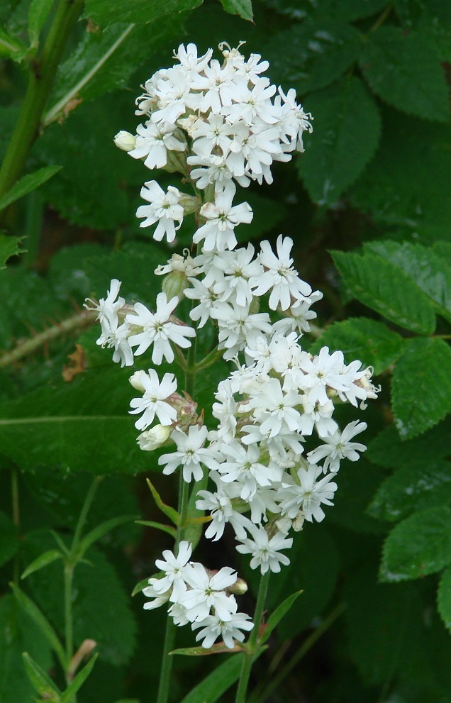 Изображение особи Silene amoena.