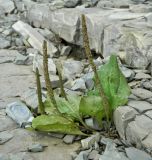 Plantago major. Плодоносящее растение. Якутия, Хангаласский улус, берег р. Буотамы. Август 2013 г.