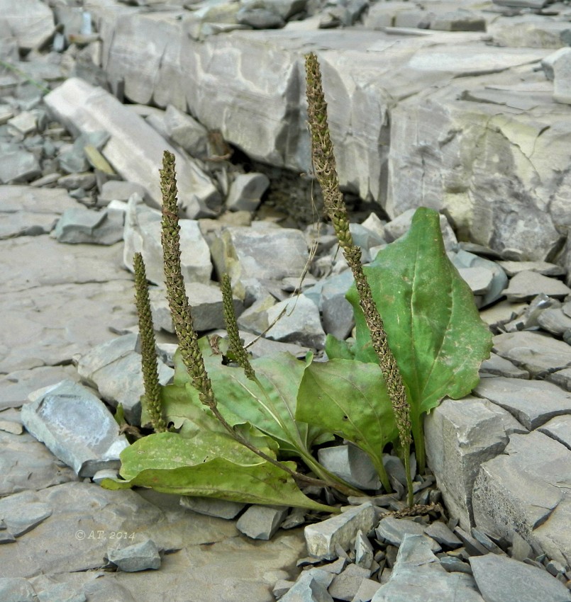 Image of Plantago major specimen.