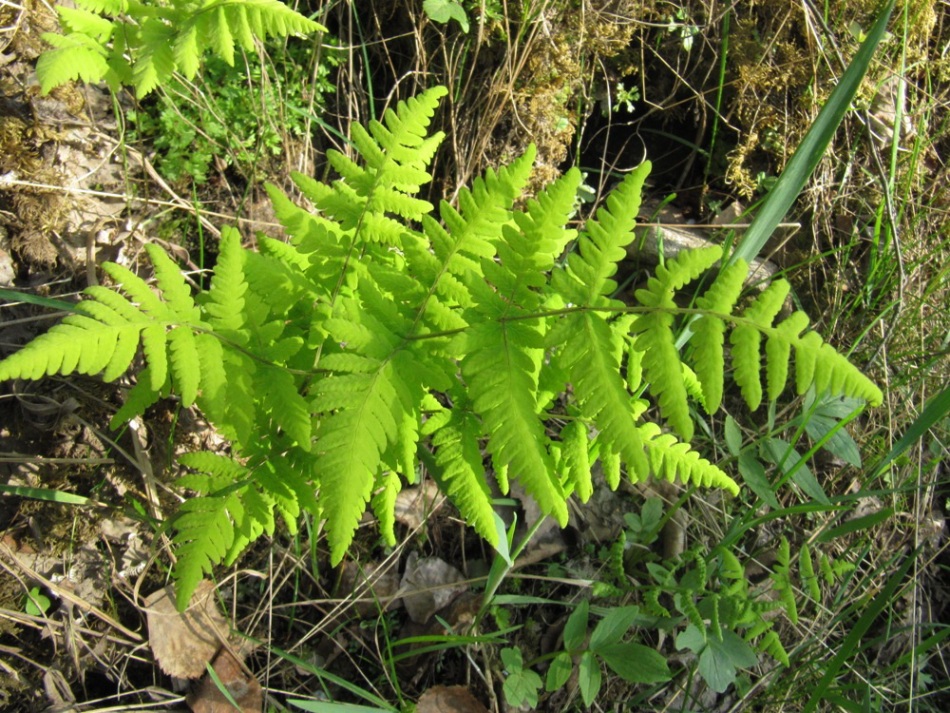 Image of Gymnocarpium continentale specimen.