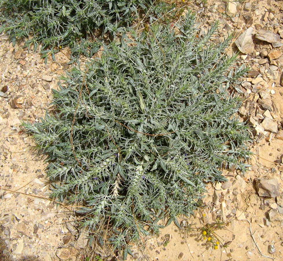 Image of Blepharis attenuata specimen.