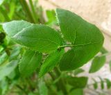 Sonchus oleraceus. Лист. Израиль, г. Беэр-Шева, сорняк возле подъезда жилого дома. 03.03.2014.