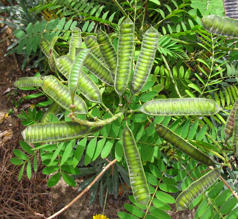 Image of Senna didymobotrya specimen.