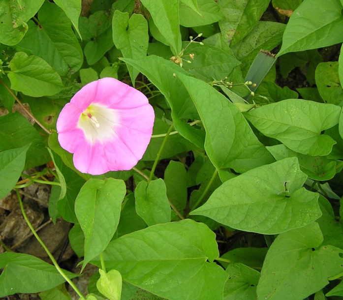 Image of Calystegia inflata specimen.