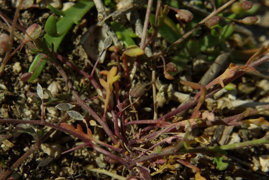 Изображение особи Hymenolobus procumbens.