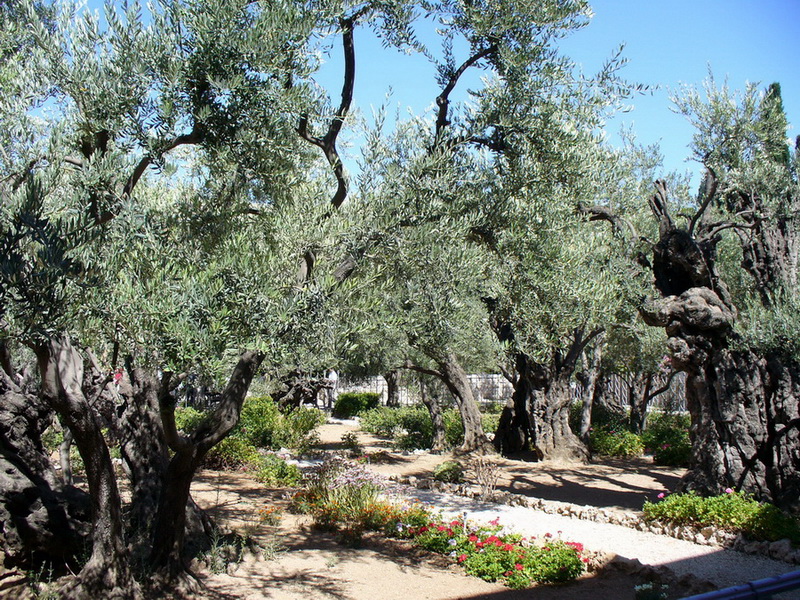 Image of Olea europaea specimen.