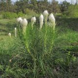 Asphodeline taurica. Цветущие растения. Краснодарский край, г. Новороссийск, пер. Волчьи ворота, каменистый склон горы. 19.04.2014.