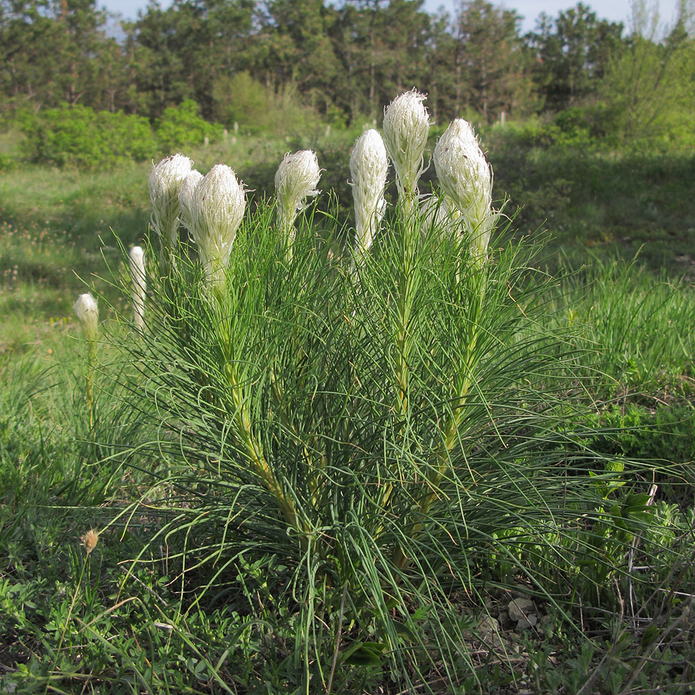 Изображение особи Asphodeline taurica.