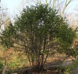 Cephalotaxus variety drupacea