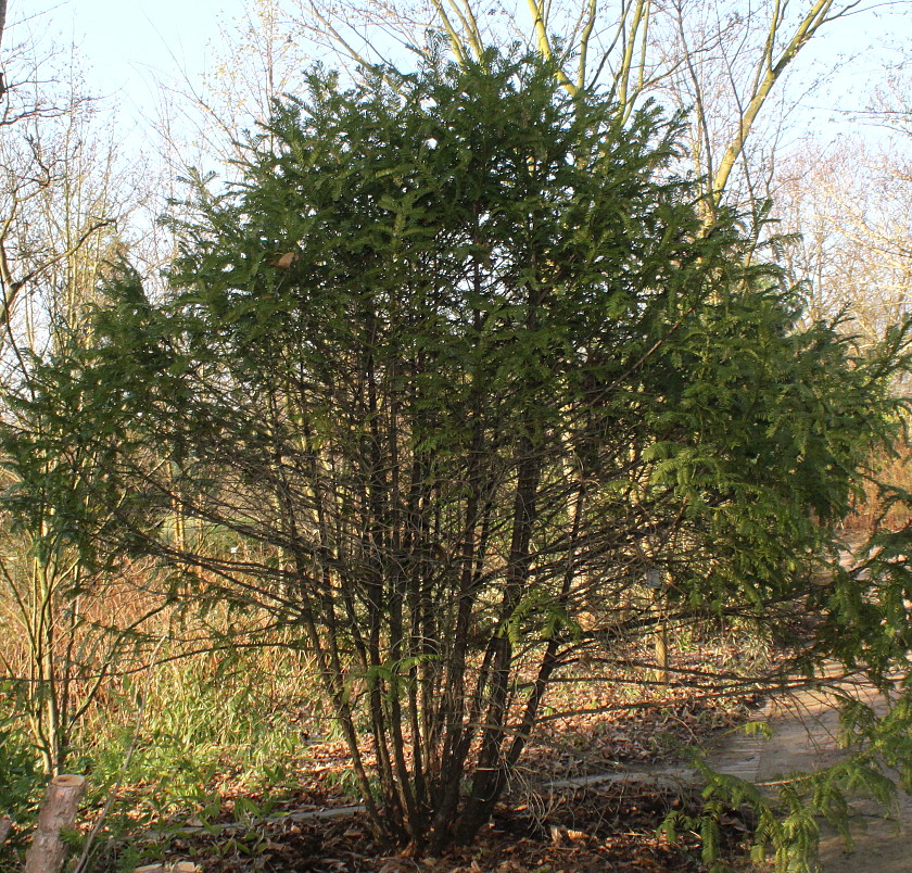 Image of Cephalotaxus harringtonia var. drupacea specimen.