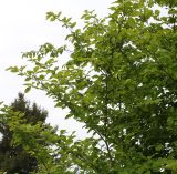 Hamamelis vernalis. Ветви верхней части кроны. Германия, г. Дюссельдорф, Ботанический сад университета. 28.04.2014.