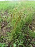 Koeleria macrantha