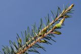 Picea breweriana. Веточки с распускающимися почками молодых побегов. Германия, г. Дюссельдорф, Ботанический сад университета. 04.05.2014.