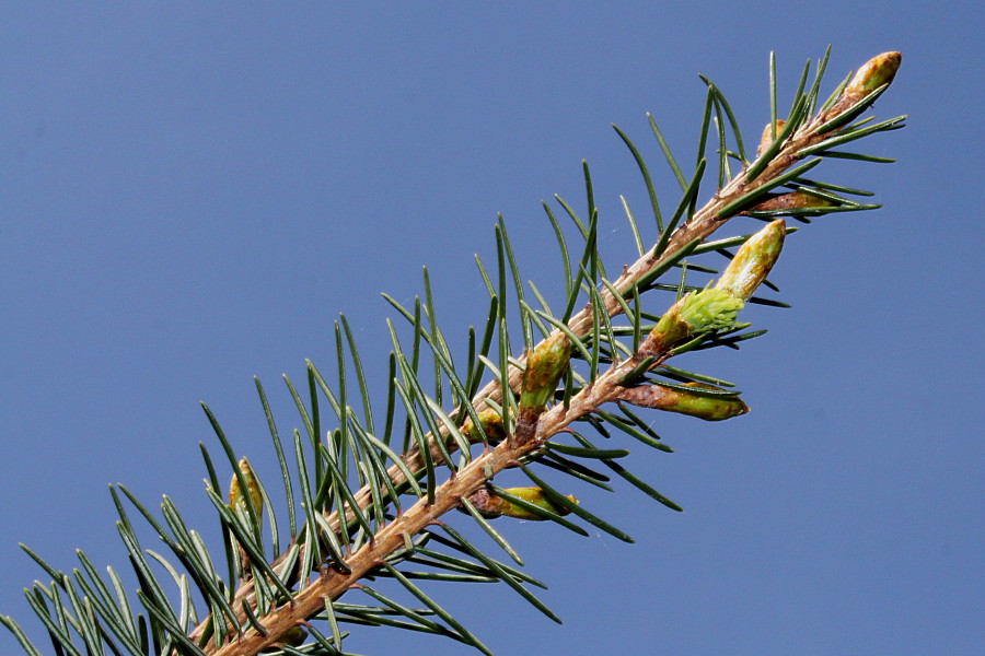 Изображение особи Picea breweriana.