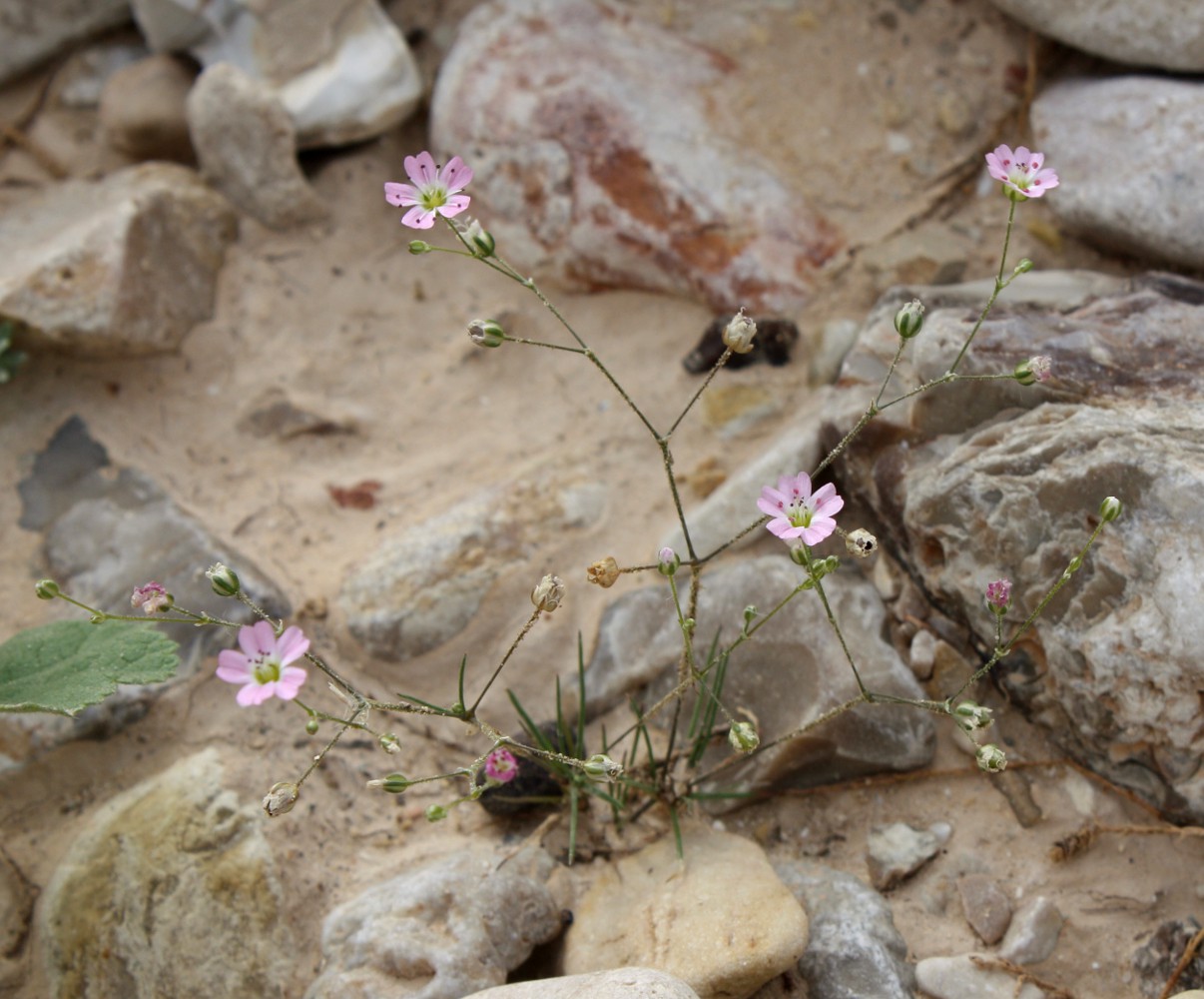 Image of Minuartia picta specimen.