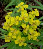 Euphorbia lucida. Соцветие с завязями плодов. Германия, г. Дюссельдорф, Ботанический сад университета. 02.06.2014.