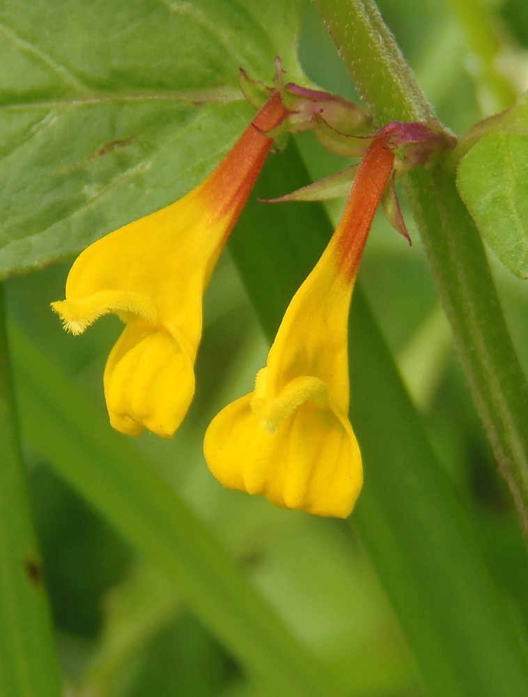 Image of Melampyrum nemorosum specimen.