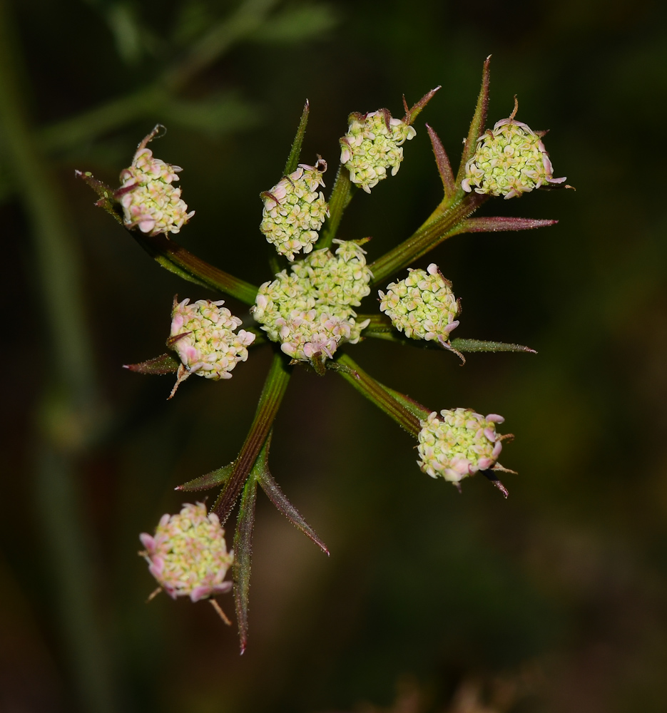 Image of Daucus glaber specimen.