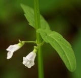 Scutellaria dependens. Часть побега с цветками. Приморский край, Шкотовский р-н, окр. пос. Штыково, левый берег р. Артёмовки, долинный ильмово-ясенёвый лес. 08.07.2014.