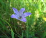 Campanula altaica