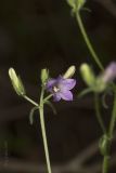 Campanula taurica