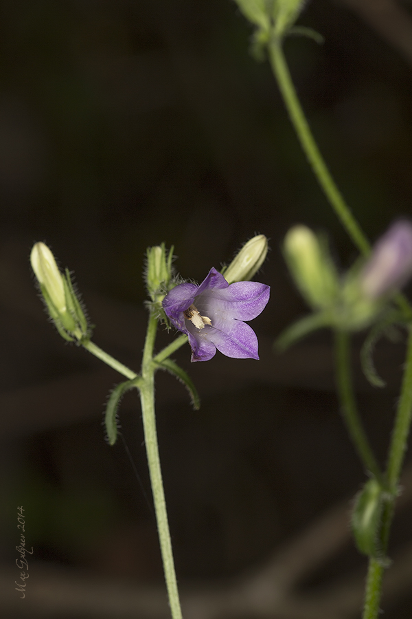 Image of Campanula taurica specimen.